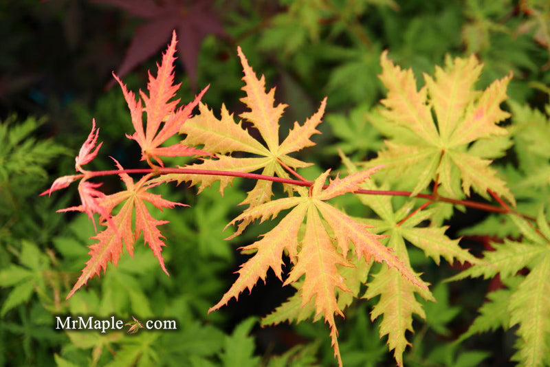 - Acer palmatum 'Blonde Beauty' Japanese Maple - Mr Maple │ Buy Japanese Maple Trees