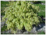 - Acer palmatum 'Blonde Beauty' Japanese Maple - Mr Maple │ Buy Japanese Maple Trees