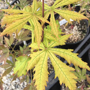 - Acer palmatum 'Blonde Beauty' Japanese Maple - Mr Maple │ Buy Japanese Maple Trees