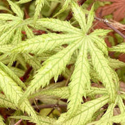 - Acer palmatum 'Blonde Beauty' Japanese Maple - Mr Maple │ Buy Japanese Maple Trees