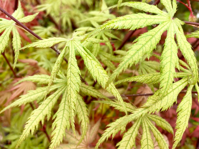 - Acer palmatum 'Blonde Beauty' Japanese Maple - Mr Maple │ Buy Japanese Maple Trees