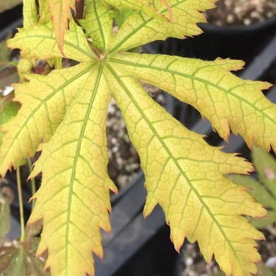 - Acer palmatum 'Blonde Beauty' Japanese Maple - Mr Maple │ Buy Japanese Maple Trees