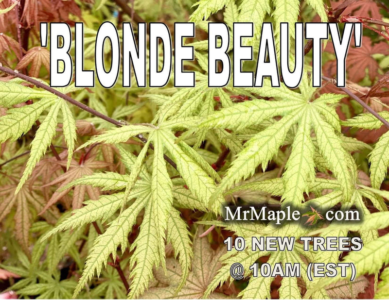 - Acer palmatum 'Blonde Beauty' Japanese Maple - Mr Maple │ Buy Japanese Maple Trees