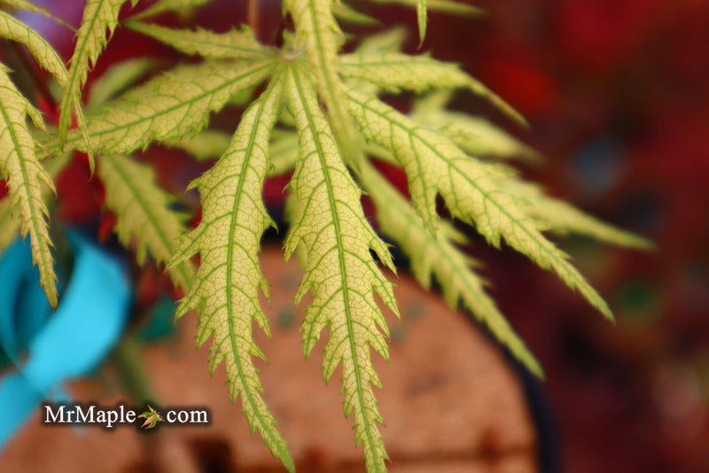 - Acer palmatum 'Blonde Beauty' Japanese Maple - Mr Maple │ Buy Japanese Maple Trees