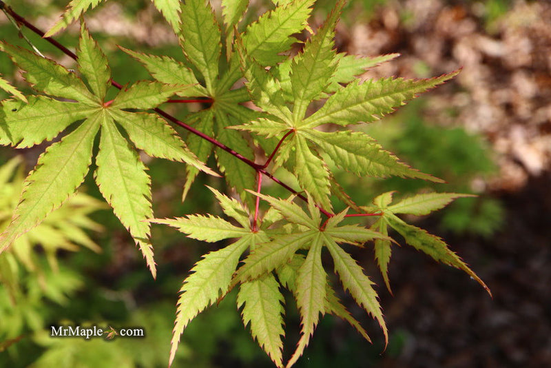 - Acer palmatum 'Blonde Beauty' Japanese Maple - Mr Maple │ Buy Japanese Maple Trees