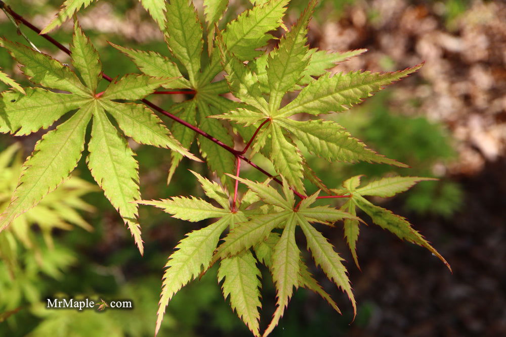 '- Acer palmatum 'Blonde Beauty' Japanese Maple - Mr Maple │ Buy Japanese Maple Trees