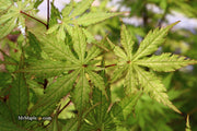 - Acer palmatum 'Blonde Beauty' Japanese Maple - Mr Maple │ Buy Japanese Maple Trees