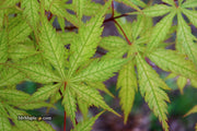 - Acer palmatum 'Blonde Beauty' Japanese Maple - Mr Maple │ Buy Japanese Maple Trees