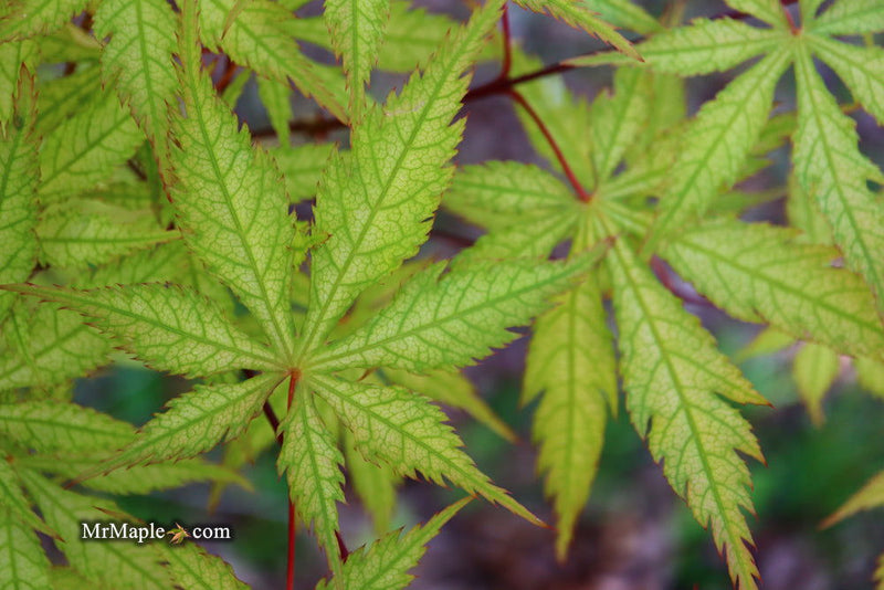 - Acer palmatum 'Blonde Beauty' Japanese Maple - Mr Maple │ Buy Japanese Maple Trees