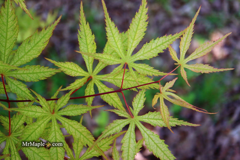 - Acer palmatum 'Blonde Beauty' Japanese Maple - Mr Maple │ Buy Japanese Maple Trees