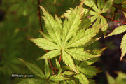 - Acer palmatum 'Blonde Beauty' Japanese Maple - Mr Maple │ Buy Japanese Maple Trees