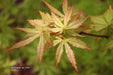 '- Acer palmatum 'Blonde Beauty' Japanese Maple - Mr Maple │ Buy Japanese Maple Trees