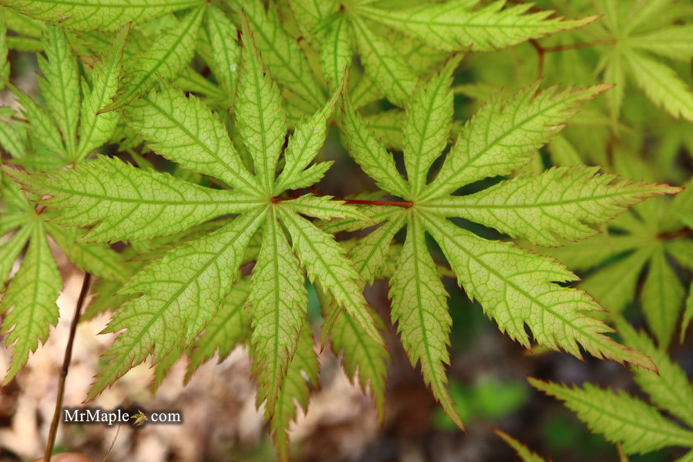 '- Acer palmatum 'Blonde Beauty' Japanese Maple - Mr Maple │ Buy Japanese Maple Trees