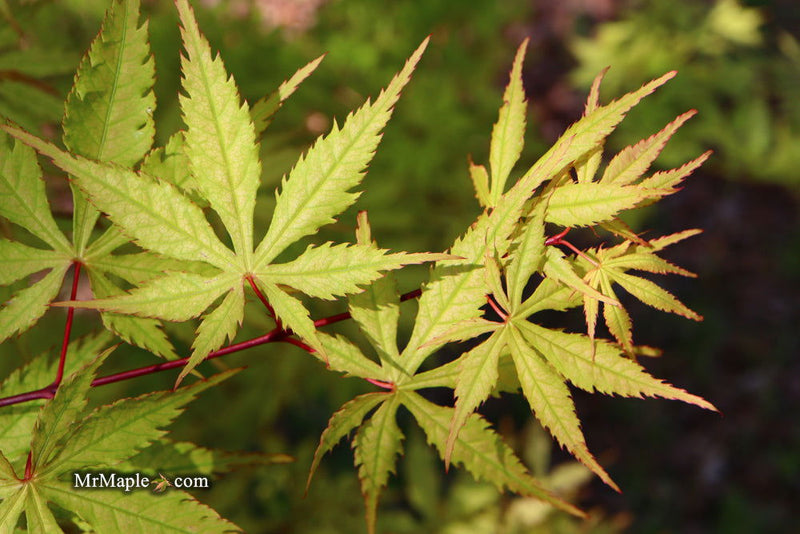 - Acer palmatum 'Blonde Beauty' Japanese Maple - Mr Maple │ Buy Japanese Maple Trees