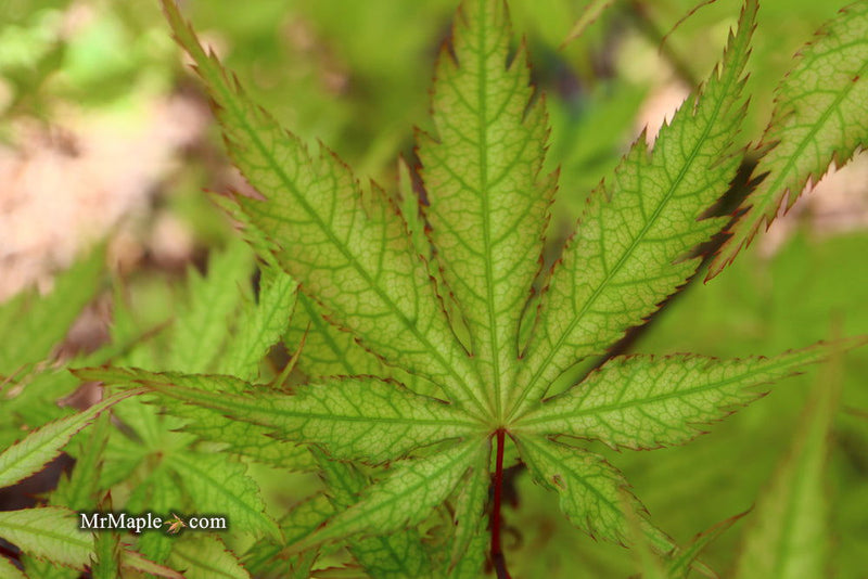 - Acer palmatum 'Blonde Beauty' Japanese Maple - Mr Maple │ Buy Japanese Maple Trees