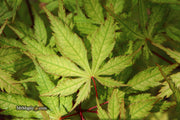 - Acer palmatum 'Blonde Beauty' Japanese Maple - Mr Maple │ Buy Japanese Maple Trees