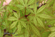 - Acer palmatum 'Blonde Beauty' Japanese Maple - Mr Maple │ Buy Japanese Maple Trees
