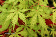 - Acer palmatum 'Blonde Beauty' Japanese Maple - Mr Maple │ Buy Japanese Maple Trees