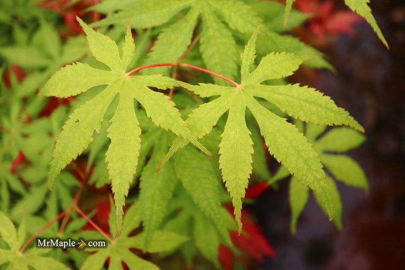 - Acer palmatum 'Blonde Beauty' Japanese Maple - Mr Maple │ Buy Japanese Maple Trees