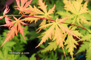 - Acer palmatum 'Blonde Beauty' Japanese Maple - Mr Maple │ Buy Japanese Maple Trees