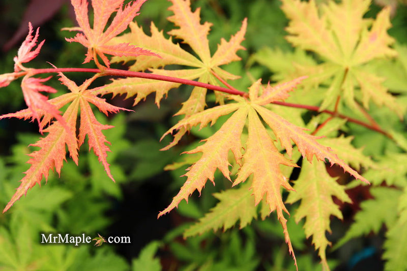 - Acer palmatum 'Blonde Beauty' Japanese Maple - Mr Maple │ Buy Japanese Maple Trees