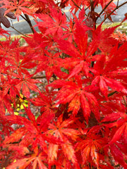 - Acer palmatum 'Blonde Beauty' Japanese Maple - Mr Maple │ Buy Japanese Maple Trees