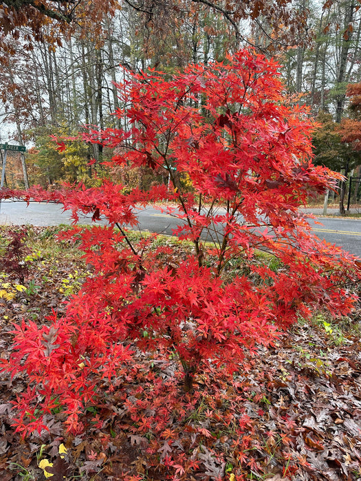 '- Acer palmatum 'Blonde Beauty' Japanese Maple - Mr Maple │ Buy Japanese Maple Trees