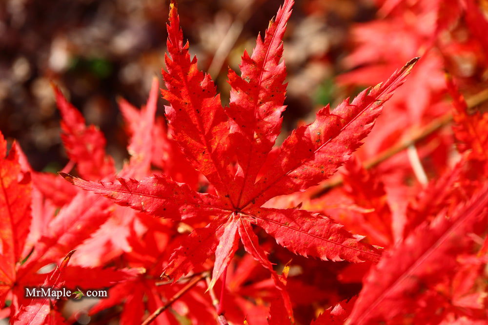 '- Acer palmatum 'Blonde Beauty' Japanese Maple - Mr Maple │ Buy Japanese Maple Trees