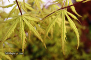 - Acer palmatum 'Blonde Beauty' Japanese Maple - Mr Maple │ Buy Japanese Maple Trees