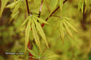 - Acer palmatum 'Blonde Beauty' Japanese Maple - Mr Maple │ Buy Japanese Maple Trees