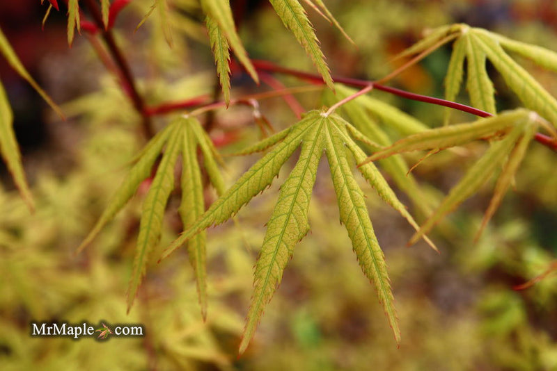 - Acer palmatum 'Blonde Beauty' Japanese Maple - Mr Maple │ Buy Japanese Maple Trees