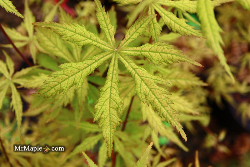 - Acer palmatum 'Blonde Beauty' Japanese Maple - Mr Maple │ Buy Japanese Maple Trees