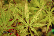 - Acer palmatum 'Blonde Beauty' Japanese Maple - Mr Maple │ Buy Japanese Maple Trees