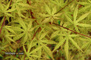 - Acer palmatum 'Blonde Beauty' Japanese Maple - Mr Maple │ Buy Japanese Maple Trees