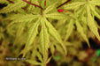 '- Acer palmatum 'Blonde Beauty' Japanese Maple - Mr Maple │ Buy Japanese Maple Trees