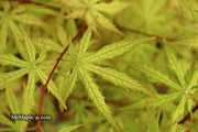 - Acer palmatum 'Blonde Beauty' Japanese Maple - Mr Maple │ Buy Japanese Maple Trees