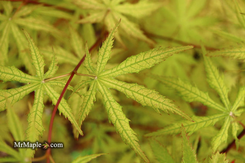 - Acer palmatum 'Blonde Beauty' Japanese Maple - Mr Maple │ Buy Japanese Maple Trees