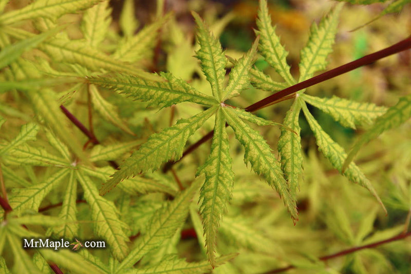- Acer palmatum 'Blonde Beauty' Japanese Maple - Mr Maple │ Buy Japanese Maple Trees
