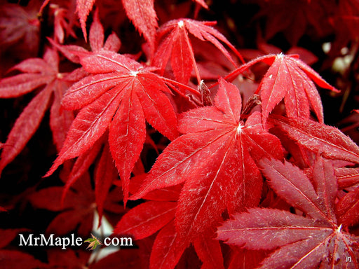 - Acer palmatum 'Bloodgood' Red Japanese Maple Tree - Mr Maple │ Buy Japanese Maple Trees