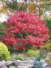 - Acer palmatum 'Bloodgood' Red Japanese Maple Tree - Mr Maple │ Buy Japanese Maple Trees