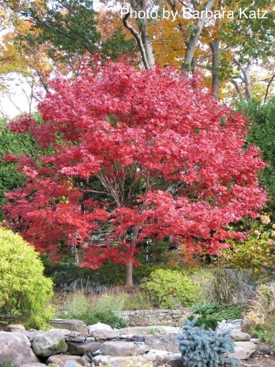 - Acer palmatum 'Bloodgood' Red Japanese Maple Tree - Mr Maple │ Buy Japanese Maple Trees