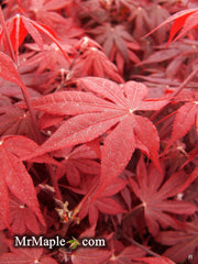 - Acer palmatum 'Bloodgood' Red Japanese Maple Tree - Mr Maple │ Buy Japanese Maple Trees
