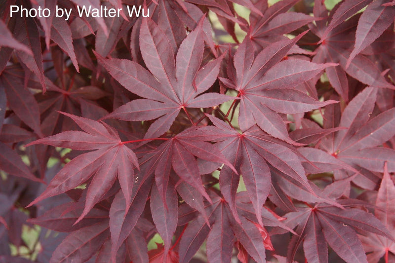 - Acer palmatum 'Bloodgood' Red Japanese Maple Tree - Mr Maple │ Buy Japanese Maple Trees