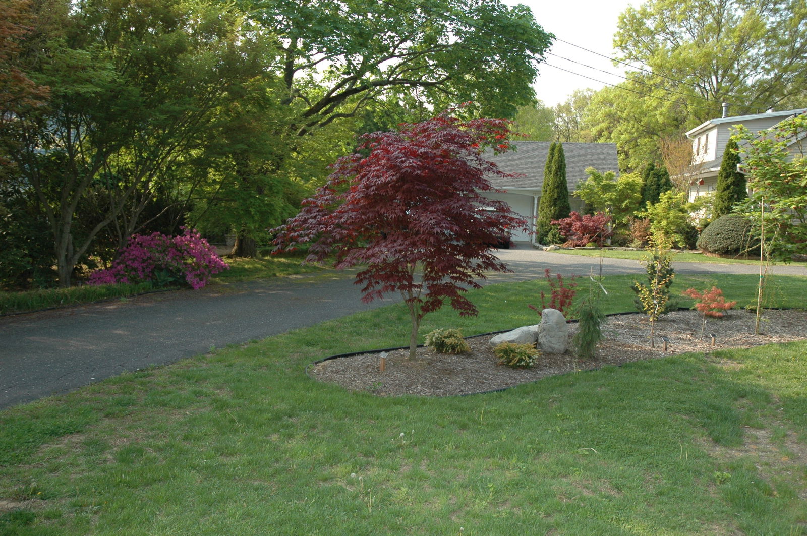 Mr Maple Acer palmatum Japanese Maple - Thumbnail 3