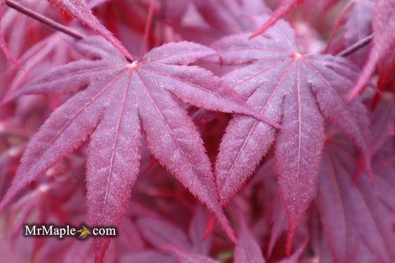 - Acer palmatum 'Bloodgood' Red Japanese Maple Tree - Mr Maple │ Buy Japanese Maple Trees