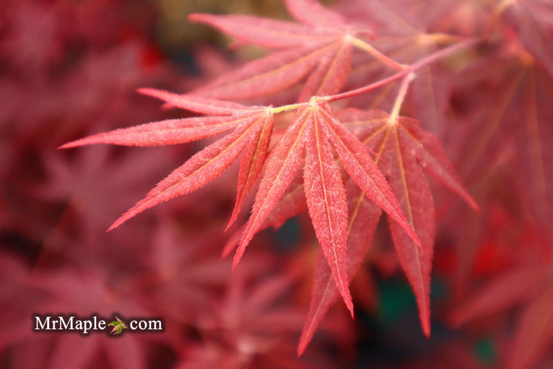 - Acer palmatum 'Bloodgood' Red Japanese Maple Tree - Mr Maple │ Buy Japanese Maple Trees