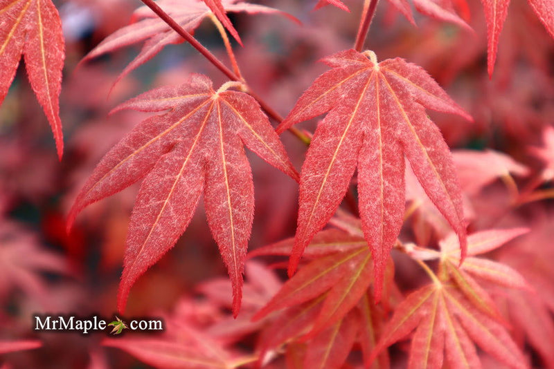- Acer palmatum 'Bloodgood' Red Japanese Maple Tree - Mr Maple │ Buy Japanese Maple Trees