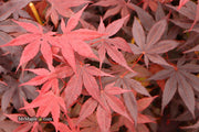 - Acer palmatum 'Bloodgood' Red Japanese Maple Tree - Mr Maple │ Buy Japanese Maple Trees