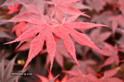 - Acer palmatum 'Bloodgood' Red Japanese Maple Tree - Mr Maple │ Buy Japanese Maple Trees