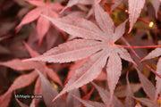 - Acer palmatum 'Bloodgood' Red Japanese Maple Tree - Mr Maple │ Buy Japanese Maple Trees